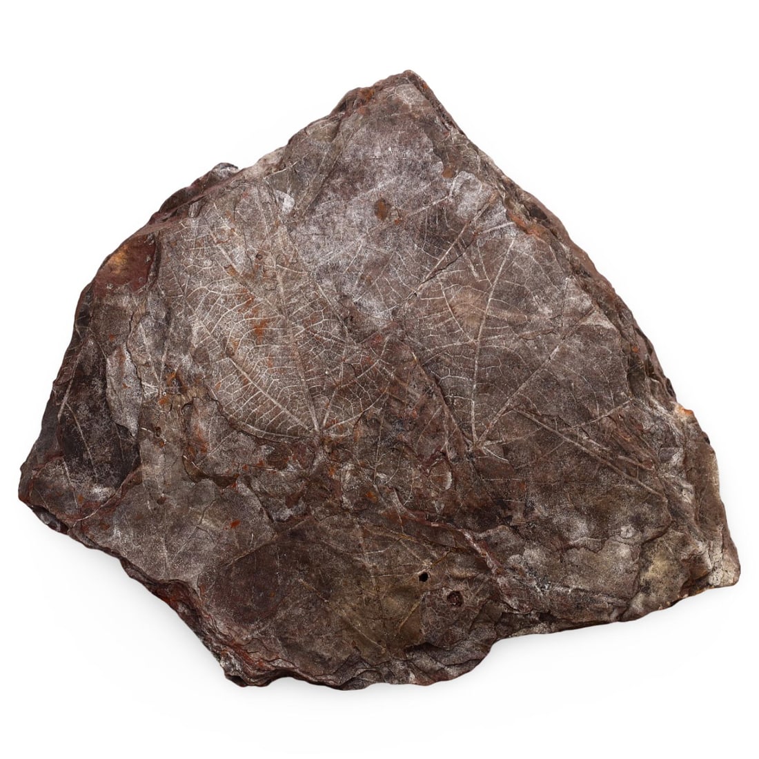 Ancient Fossilized Leaf, 7 inches (1 of 3)