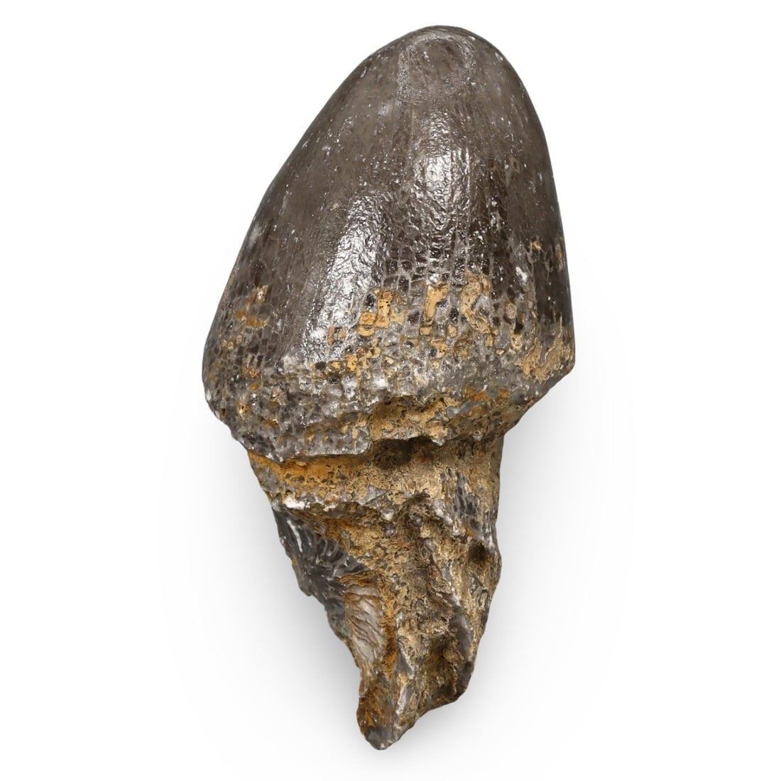 Rugose Coral Fossil Specimen, Paleozoic Era (1 of 3)