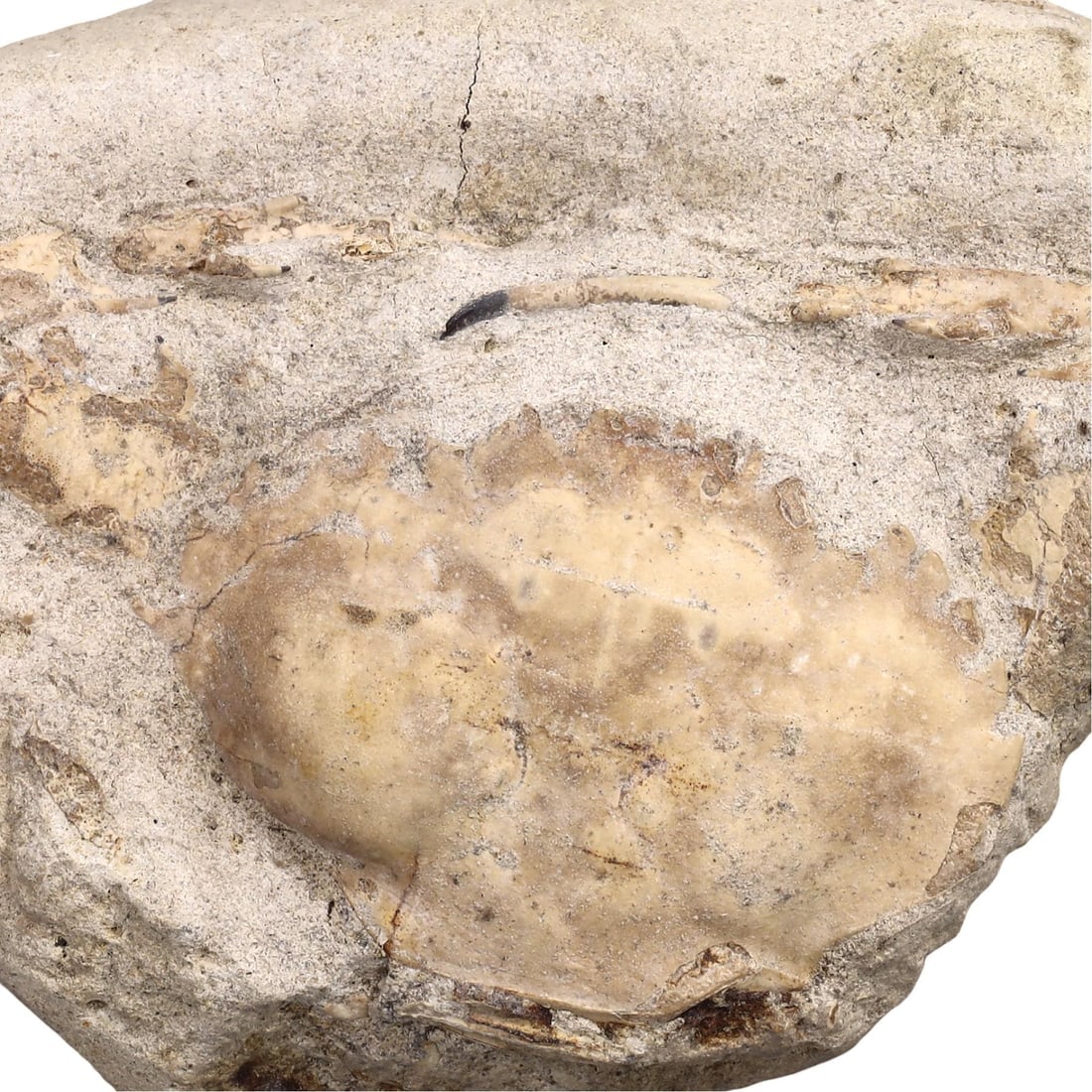 Fossilized Crab in stone - Galene sp. (Arthropod): NO RESERVE AUCTION running!! Our upcoming No Reserve Auction offers an incredible collection of authentic ancient Roman coins, Viking jewelry, and historical artifacts spanning millennia. This is a ra