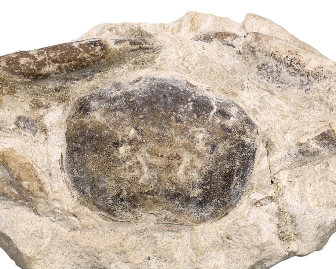 Fossilized Crab in stone - Galene sp. (Arthropod): NO RESERVE AUCTION running!! Our upcoming No Reserve Auction offers an incredible collection of authentic ancient Roman coins, Viking jewelry, and historical artifacts spanning millennia. This is a ra