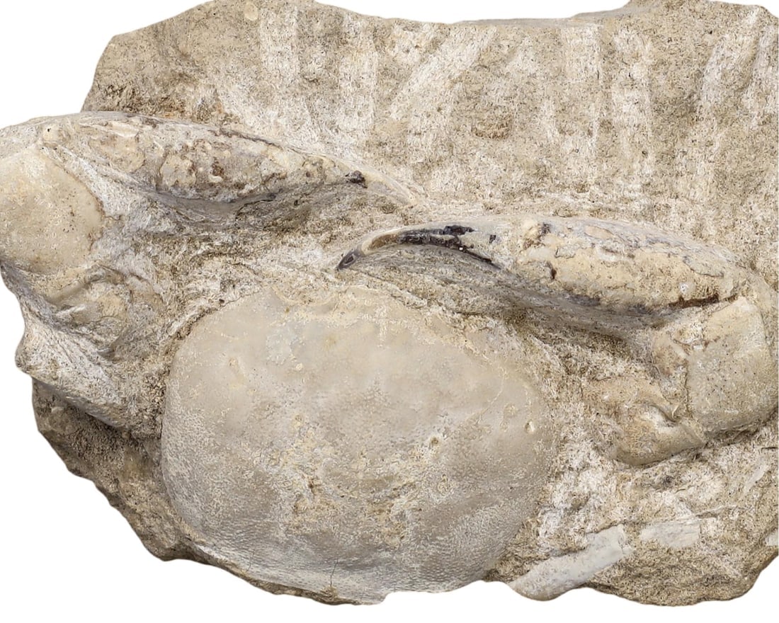Fossilized Crab in stone - Galene sp. (Arthropod): NO RESERVE AUCTION running!! Our upcoming No Reserve Auction offers an incredible collection of authentic ancient Roman coins, Viking jewelry, and historical artifacts spanning millennia. This is a ra