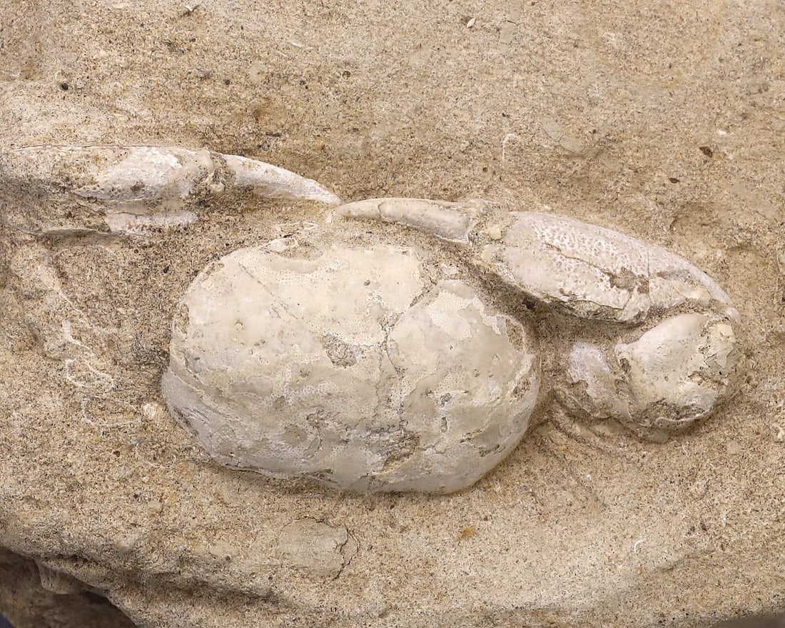 Fossilized Crab in stone - Galene sp. (Arthropod): NO RESERVE AUCTION running!! Our upcoming No Reserve Auction offers an incredible collection of authentic ancient Roman coins, Viking jewelry, and historical artifacts spanning millennia. This is a ra