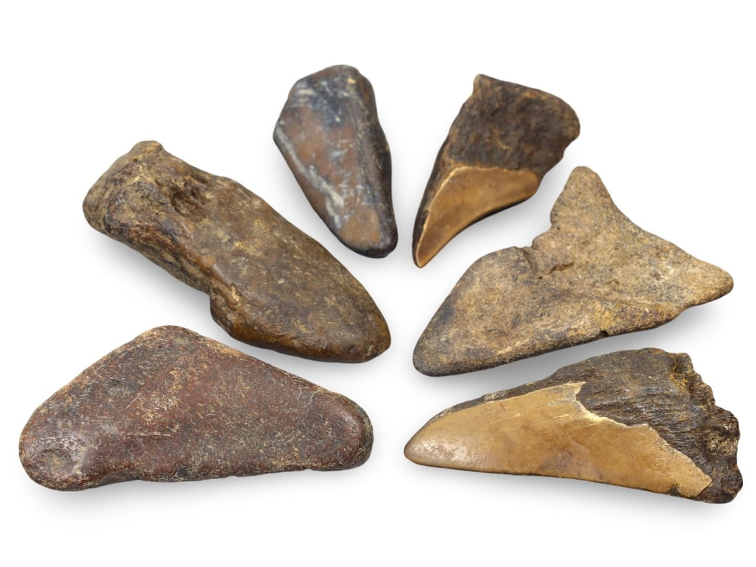 Pristine Lot of Prehistoric Oceans Megalodon Shark Fossil Teeth and Bone Relics: **Dimension information at the bottom section after Condition** Our highly anticipated Antique Auction, "Treasures of the Ancient and Medieval World," offering an unparalleled opportunity for collecto