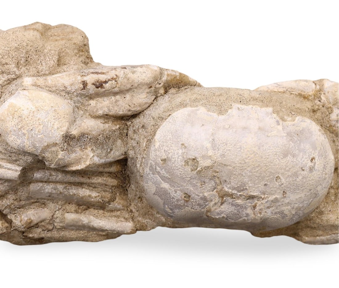 Rare Fossilized Galene Crab Encased in Stone (Arthropod Specimen) (1 of 3)