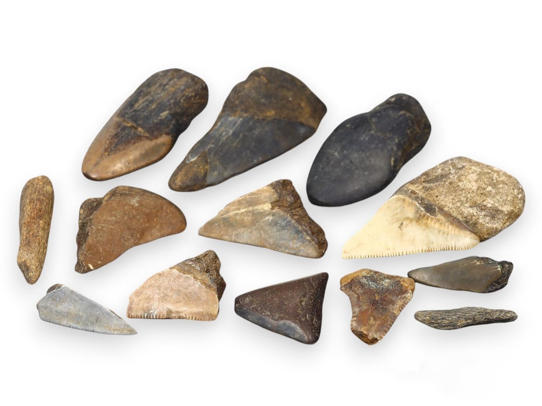 Pristine Lot of Prehistoric Megalodon Shark Fossil Teeth and Bone Relics from Ancient Oceans: **Dimension information at the bottom section after Condition** Welcome to the No Reserve Ancient Relics & Rare Artifacts auction, where history comes alive through an extraordinary collection of trea
