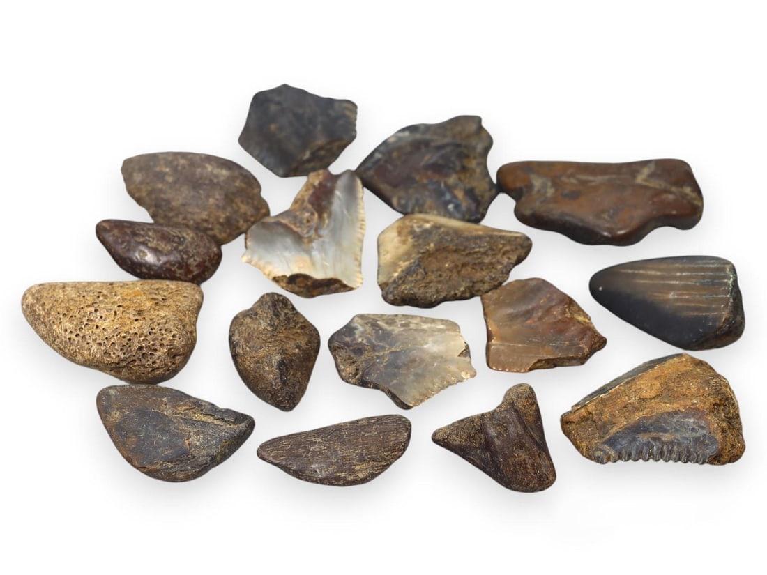 Pristine Megalodon Shark Fossil Teeth and Bone Relics from Prehistoric Oceans: **Dimension information at the bottom section after Condition** Welcome to the No Reserve Ancient Relics & Rare Artifacts auction, where history comes alive through an extraordinary collection of trea