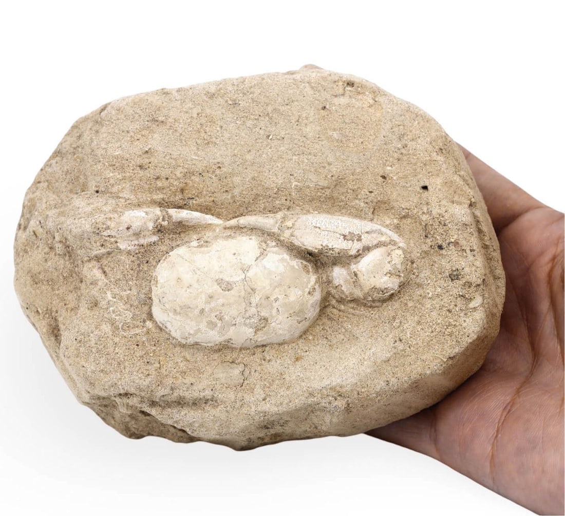 Rare Fossilized Galene Crab Encased in Stone (Arthropod Specimen) (1 of 3)