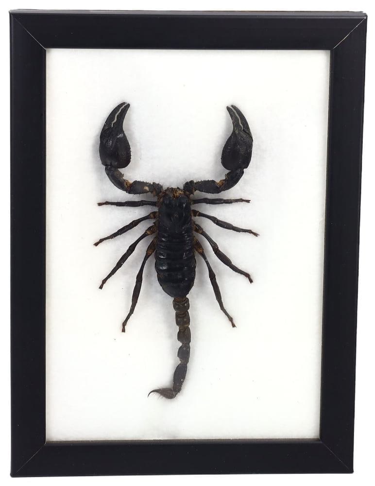 Authentic Framed Black Scorpion Taxidermy Specimen Entomology Display (1 of 1)