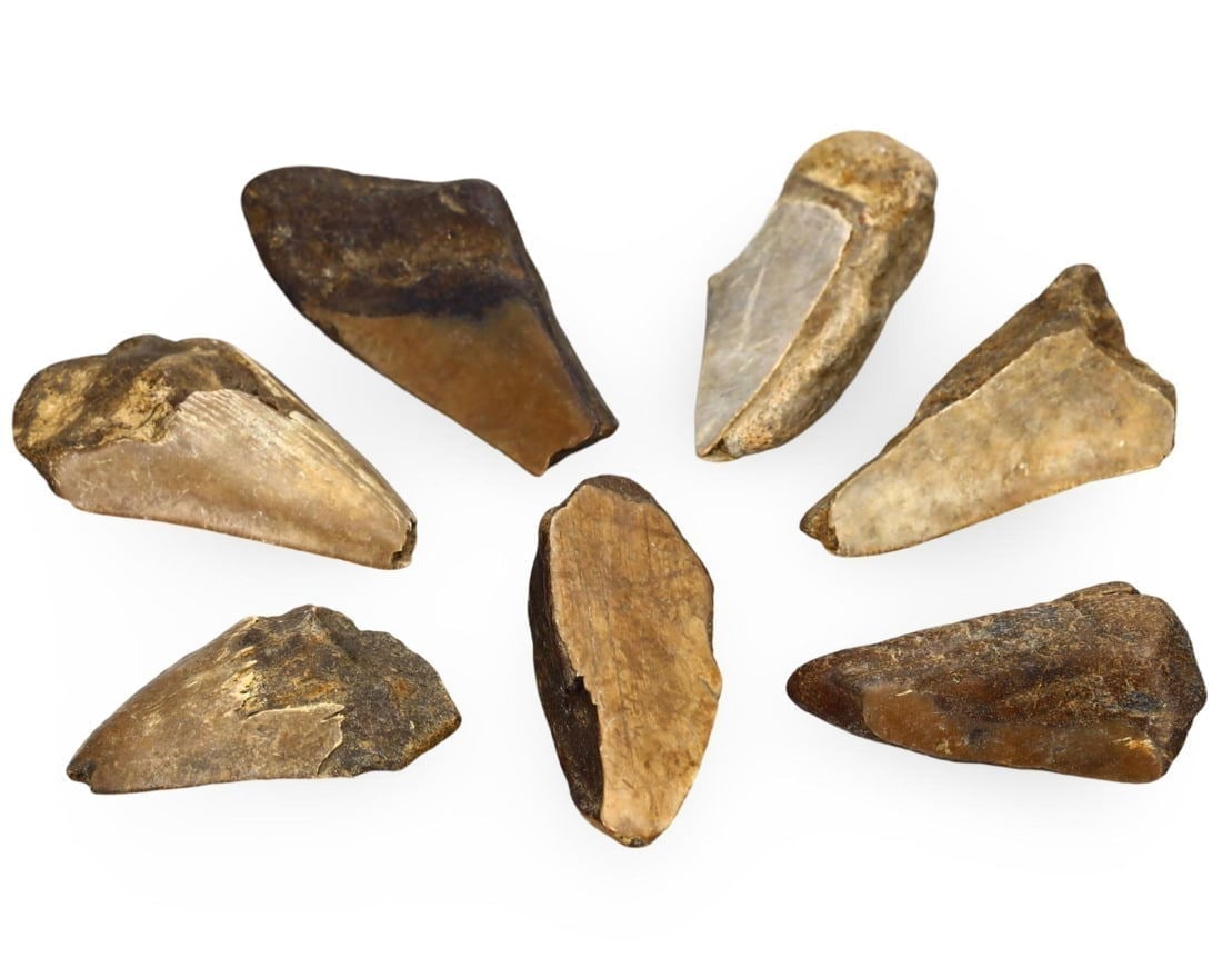 Lot of Megalodon Shark Fossil Teeth, Pre-Historic Tools: **Dimension information at the bottom section after Condition** Welcome to the No Reserve Antique Treasures Auction, where history comes alive through an extraordinary collection of treasures spanning