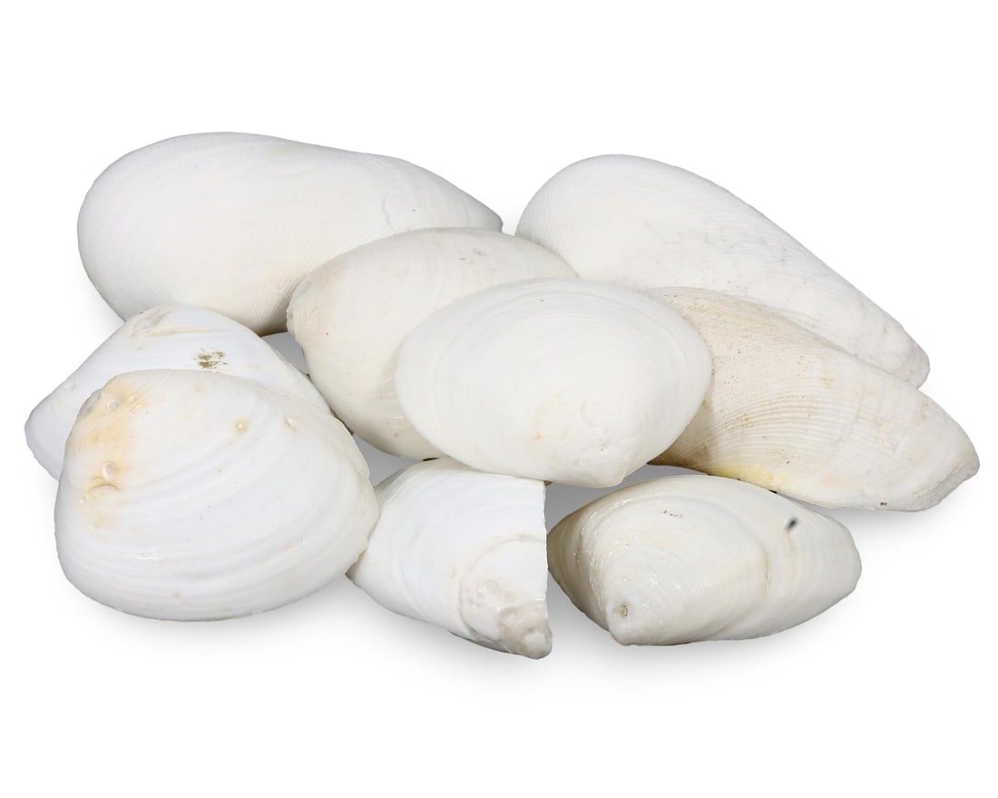 Collection of Large Smooth White Clam Shells (1 of 1)