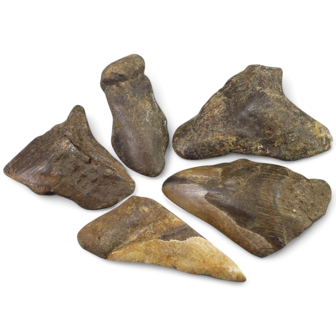PRE-HISTORIC TOOLS: Lot of Megalodon Shark Fossil Teeth (546g, 9-10cm): This extraordinary lot of Megalodon shark fossil teeth offers a fascinating glimpse into the prehistoric oceans that once dominated our planet. These massive teeth showcase the sheer size and power of