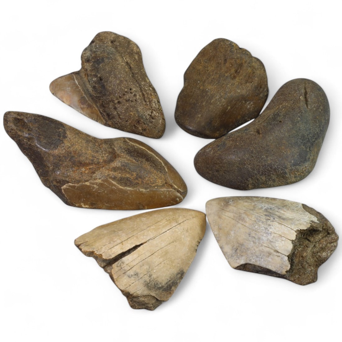 PRE-HISTORIC TOOLS: Lot of Megalodon Shark Fossil Teeth (429g, 7-9cm): This extraordinary lot of Megalodon shark fossil teeth offers a fascinating glimpse into the prehistoric oceans that once dominated our planet. These massive teeth showcase the sheer size and power of