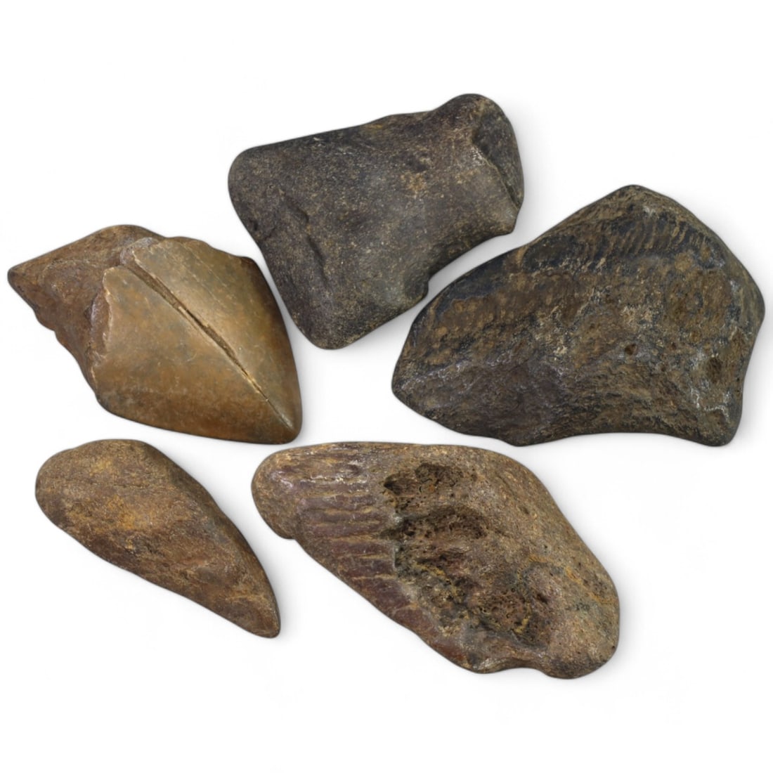 PRE-HISTORIC TOOLS: Lot of Megalodon Shark Fossil Teeth (304g, 6-8cm): This extraordinary lot of Megalodon shark fossil teeth offers a fascinating glimpse into the prehistoric oceans that once dominated our planet. These massive teeth showcase the sheer size and power of