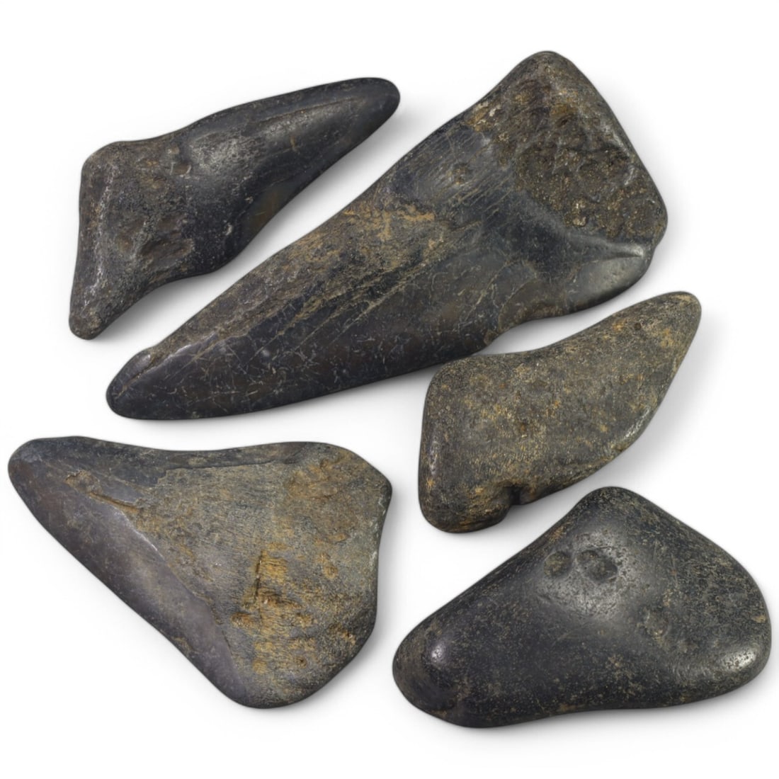 PRE-HISTORIC TOOLS: Lot of Megalodon Shark Fossil Teeth (281g, 7-11cm): This extraordinary lot of Megalodon shark fossil teeth offers a fascinating glimpse into the prehistoric oceans that once dominated our planet. These massive teeth showcase the sheer size and power of
