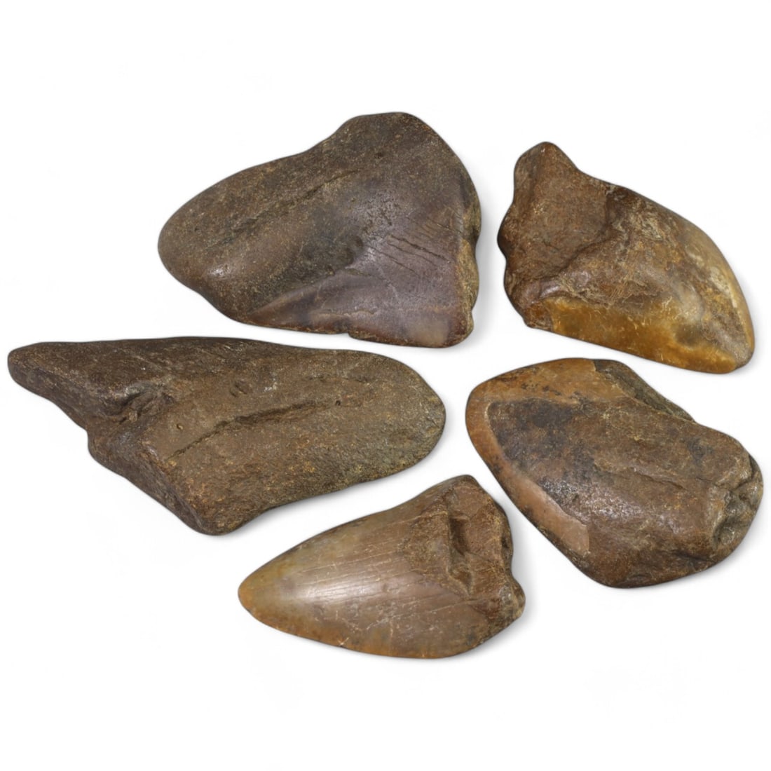 PRE-HISTORIC TOOLS: Lot of Megalodon Shark Fossil Teeth (351g, 6-10cm): This extraordinary lot of Megalodon shark fossil teeth offers a fascinating glimpse into the prehistoric oceans that once dominated our planet. These massive teeth showcase the sheer size and power of