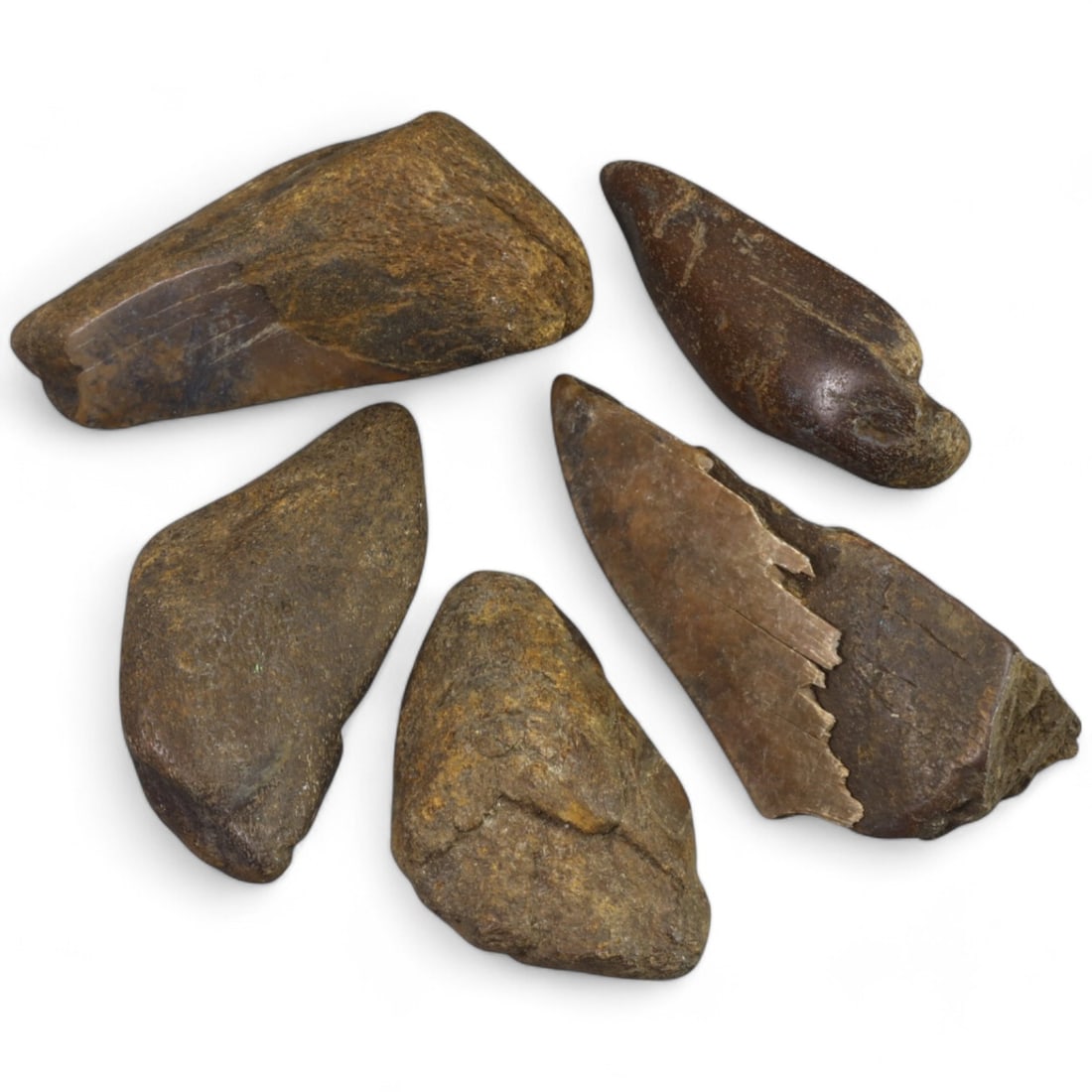 PRE-HISTORIC TOOLS: Lot of Megalodon Shark Fossil Teeth (238g, 6-8cm): This extraordinary lot of Megalodon shark fossil teeth offers a fascinating glimpse into the prehistoric oceans that once dominated our planet. These massive teeth showcase the sheer size and power of