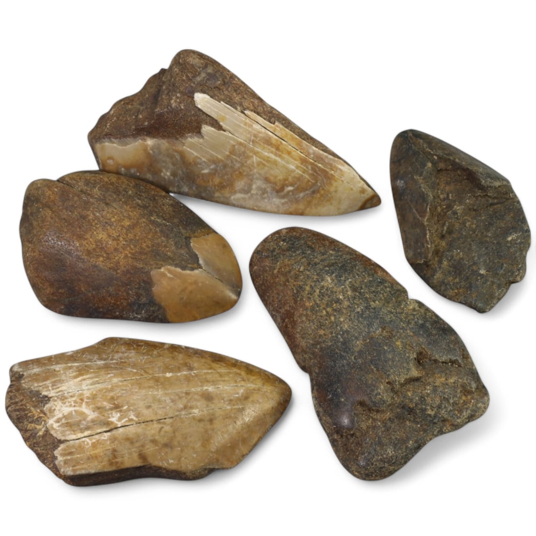 PRE-HISTORIC TOOLS: Lot of Megalodon Shark Fossil Teeth (247g,5-7 cm): This extraordinary lot of Megalodon shark fossil teeth offers a fascinating glimpse into the prehistoric oceans that once dominated our planet. These massive teeth showcase the sheer size and power of