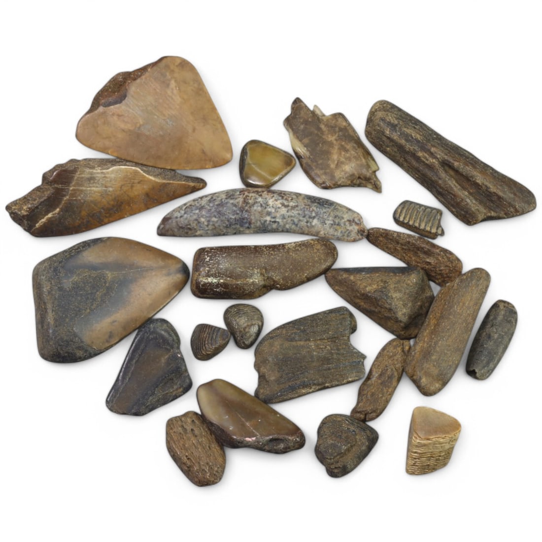 PRE-HISTORIC TOOLS: Lot of Megalodon Shark Fossil Teeth (178g, 2-6cm): This extraordinary lot of Megalodon shark fossil teeth offers a fascinating glimpse into the prehistoric oceans that once dominated our planet. These massive teeth showcase the sheer size and power of
