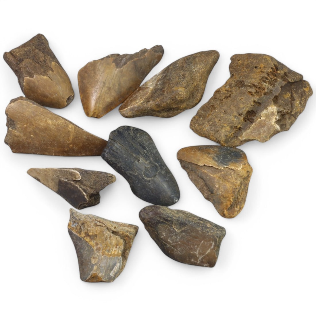 PRE-HISTORIC TOOLS: Lot of Megalodon Shark Fossil Teeth (232g, 4-6cm): This extraordinary lot of Megalodon shark fossil teeth offers a fascinating glimpse into the prehistoric oceans that once dominated our planet. These massive teeth showcase the sheer size and power of