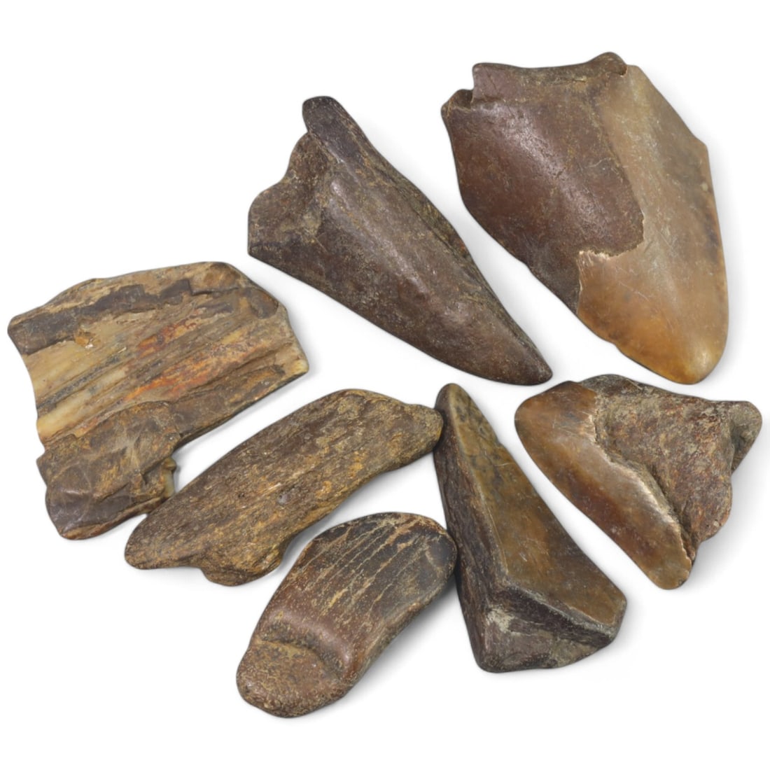 PRE-HISTORIC TOOLS: Lot of Megalodon Shark Fossil Teeth (117g, 4-6cm): This extraordinary lot of Megalodon shark fossil teeth offers a fascinating glimpse into the prehistoric oceans that once dominated our planet. These massive teeth showcase the sheer size and power of