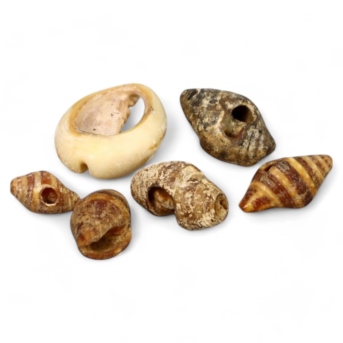 ANCIENT EGYPTIAN SHELL BEADS: Set of 6, Circa 2nd Millennium BCE (0.7-1.5cm, 2g Total) (1 of 1)