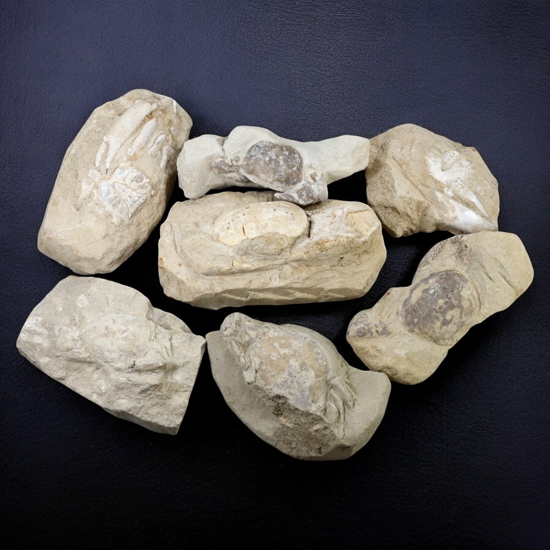 CRAB FOSSIL LOT: Fossilized Crabs in Matrix (1.5kg, 9-13cm Range) (1 of 1)