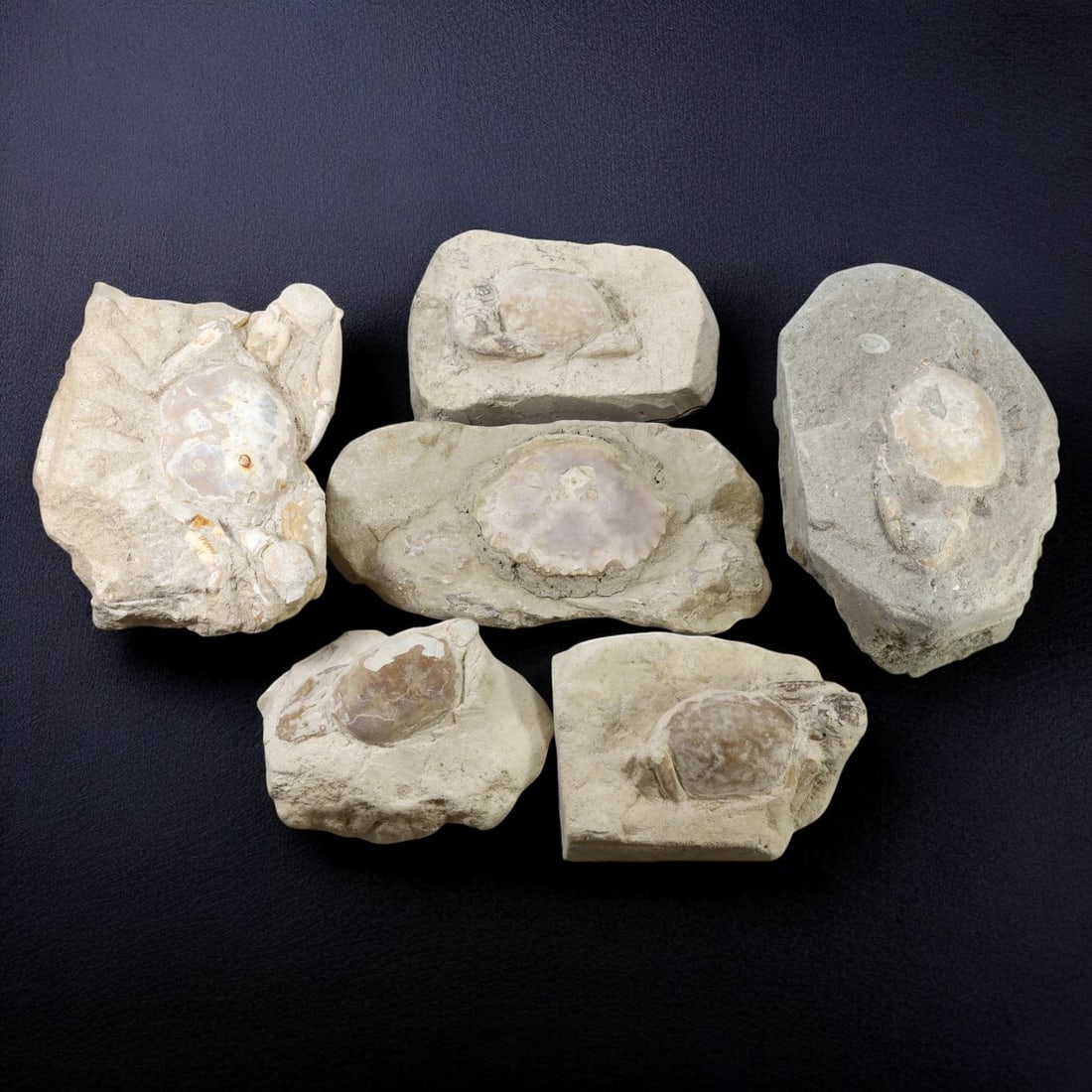 CRAB FOSSIL LOT: Fossilized Crabs in Matrix (1.4kg, 8-13cm Range) (1 of 1)