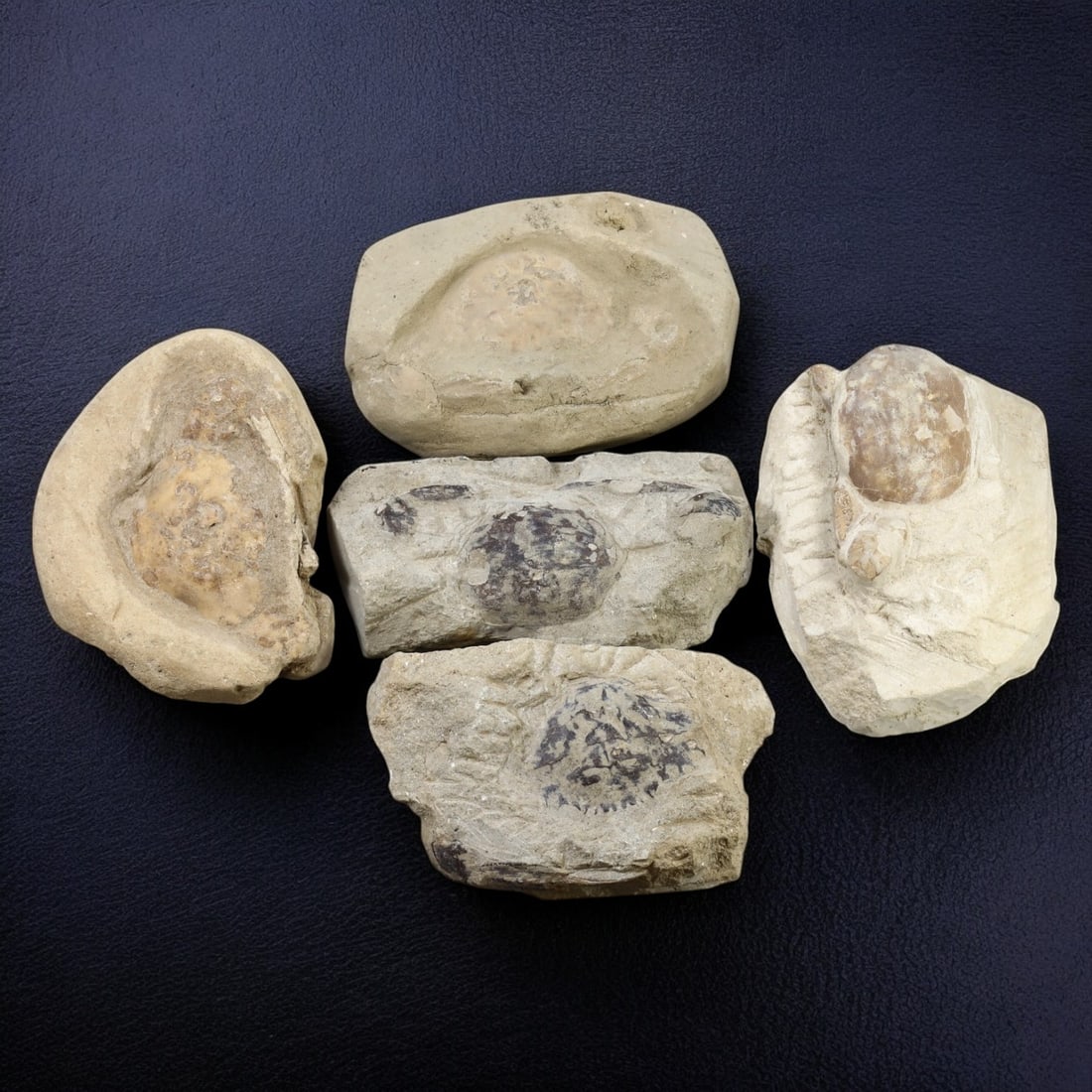 CRAB FOSSIL LOT: Fossilized Crabs in Matrix (1.2kg, 11-12cm Range) (1 of 1)