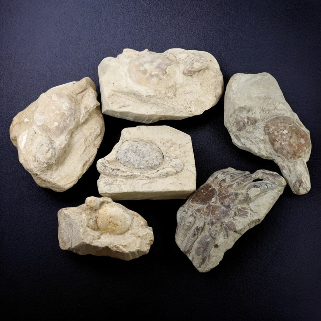 CRAB FOSSIL LOT: Fossilized Crabs in Matrix (1.1kg, 8-10cm Range) (1 of 1)