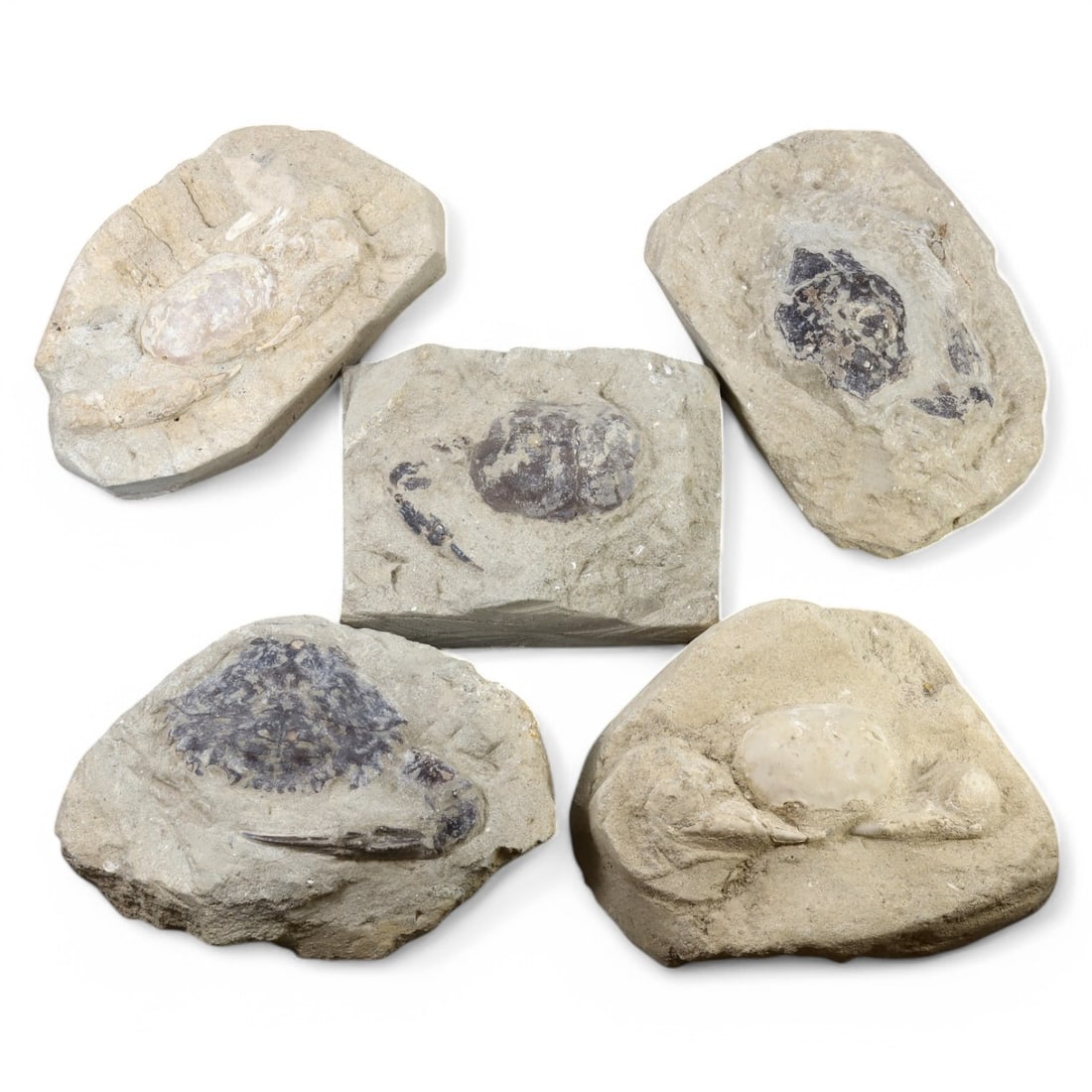 CRAB FOSSIL LOT: Fossilized Crabs in Matrix (1.6kg, 10-14cm Range) (1 of 1)