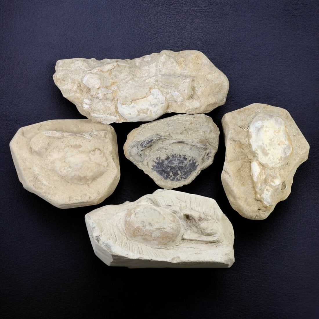 CRAB FOSSIL LOT: Fossilized Crabs in Matrix (1.5kg, 9-16cm Range) (1 of 1)