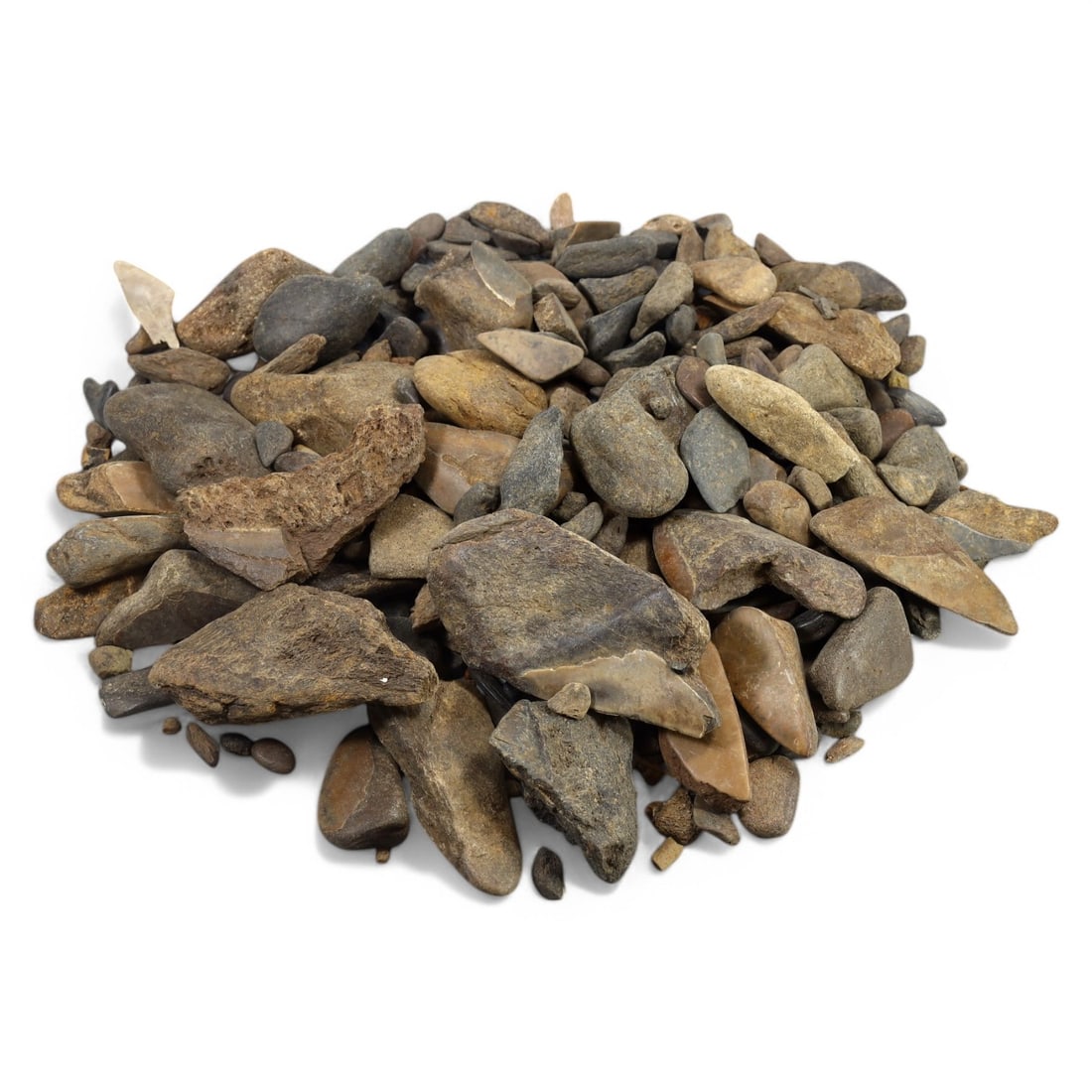 SHARK & MEGALODON TEETH: Lot of Fossilized Teeth, Various Sizes (1kg, 2-8cm): This impressive lot features a collection of fossilized shark and megalodon teeth, varying in size, shape, and coloration. The teeth exhibit a range of natural hues from deep gray to earthy brown, wit