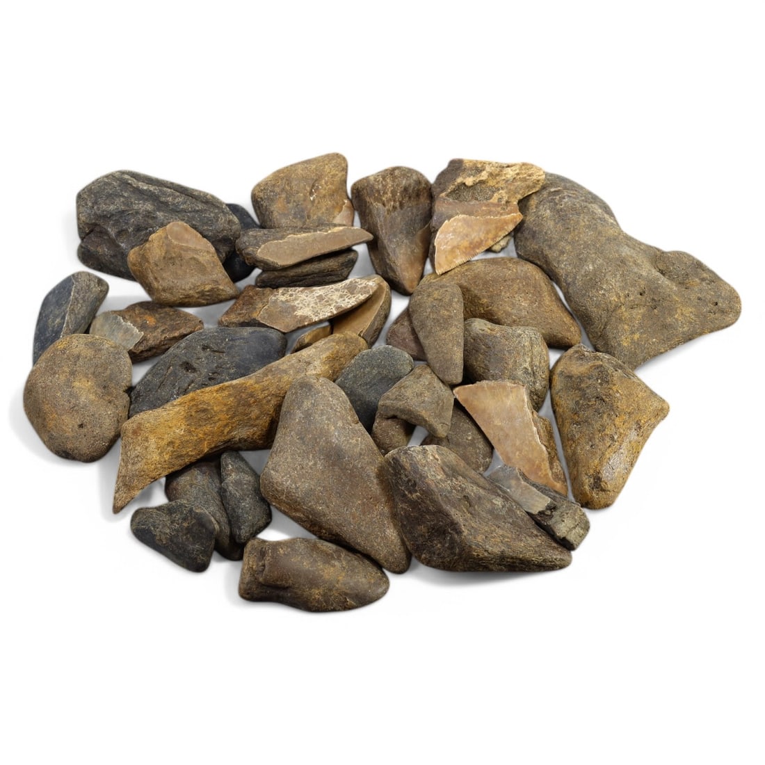 SHARK & MEGALODON TEETH: Lot of Fossilized Teeth, Various Sizes (1.1kg, 2-11cm): This impressive lot features a collection of fossilized shark and megalodon teeth, varying in size, shape, and coloration. The teeth exhibit a range of natural hues from deep gray to earthy brown, wit