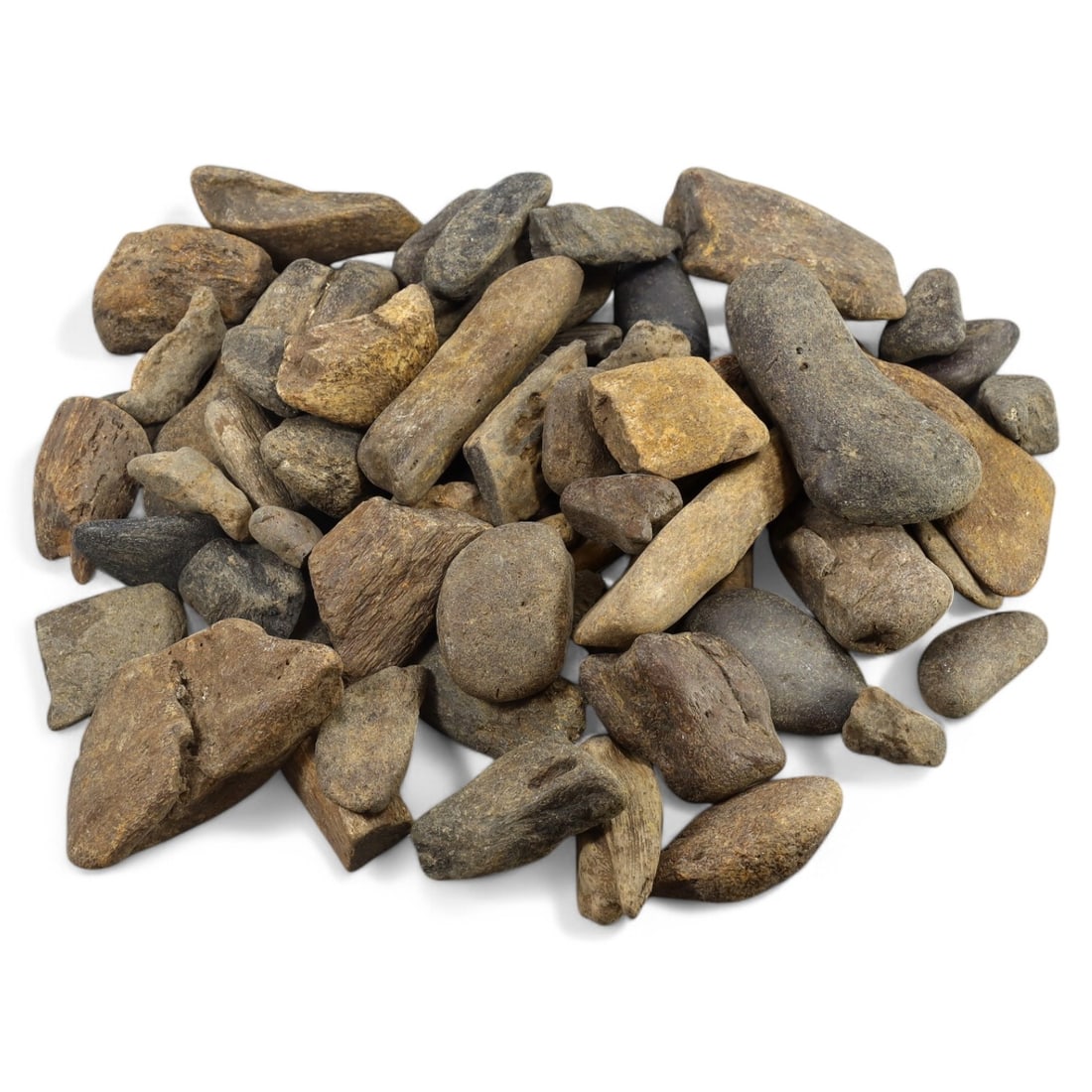 SHARK & MEGALODON TEETH: Lot of Fossilized Teeth, Various Sizes (1kg, 2-8cm): This impressive lot features a collection of fossilized shark and megalodon teeth, varying in size, shape, and coloration. The teeth exhibit a range of natural hues from deep gray to earthy brown, wit