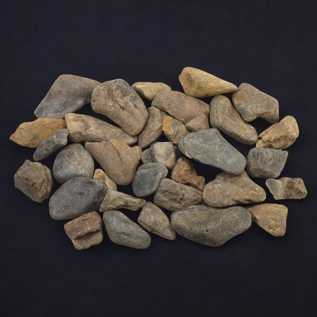 SHARK & MEGALODON TEETH: Lot of Fossilized Teeth, Various Sizes (1.1kg, 3-6cm): This impressive lot features a collection of fossilized shark and megalodon teeth, varying in size, shape, and coloration. The teeth exhibit a range of natural hues from deep gray to earthy brown, wit