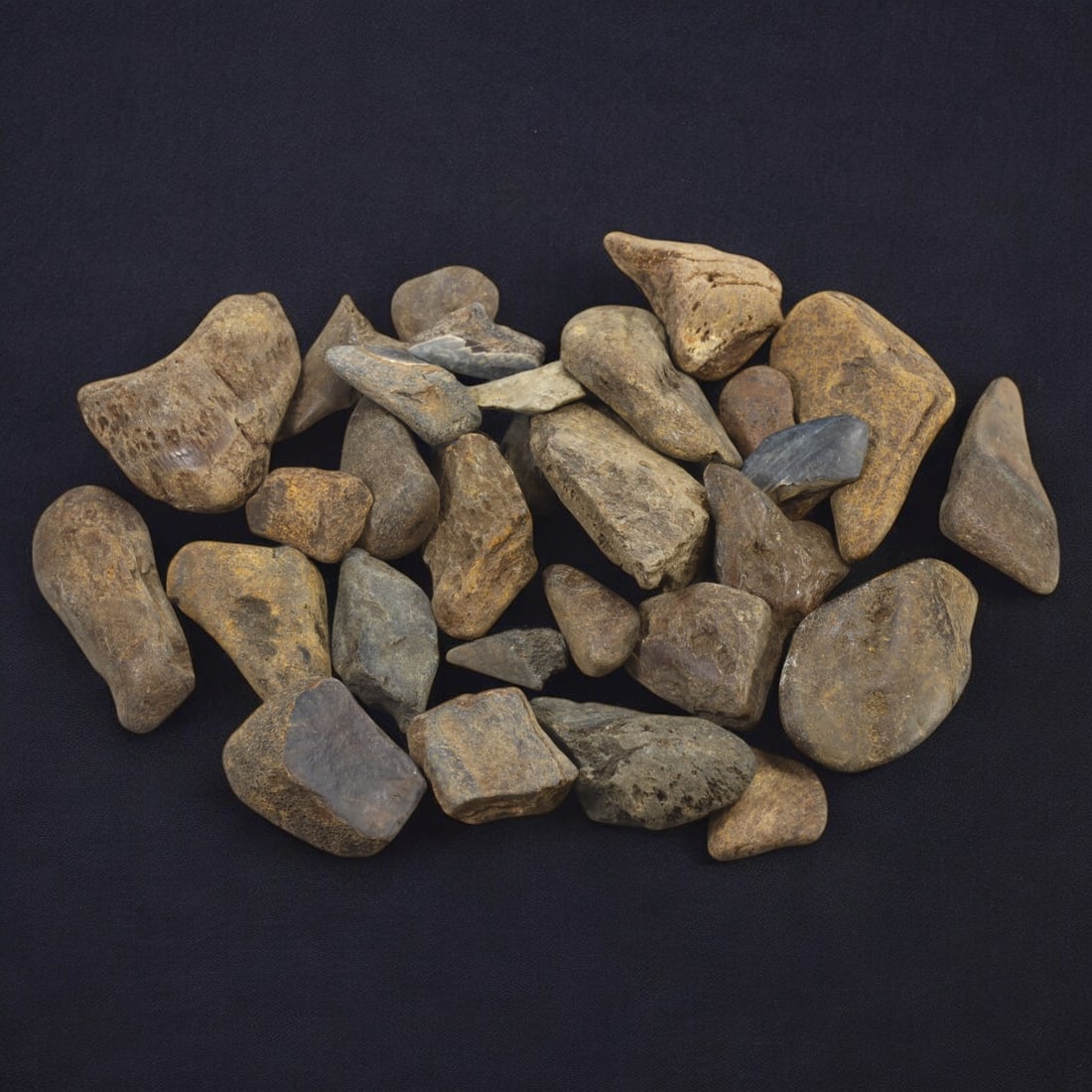 SHARK & MEGALODON TEETH: Lot of Fossilized Teeth, Various Sizes (1kg, 4-8cm): This impressive lot features a collection of fossilized shark and megalodon teeth, varying in size, shape, and coloration. The teeth exhibit a range of natural hues from deep gray to earthy brown, wit