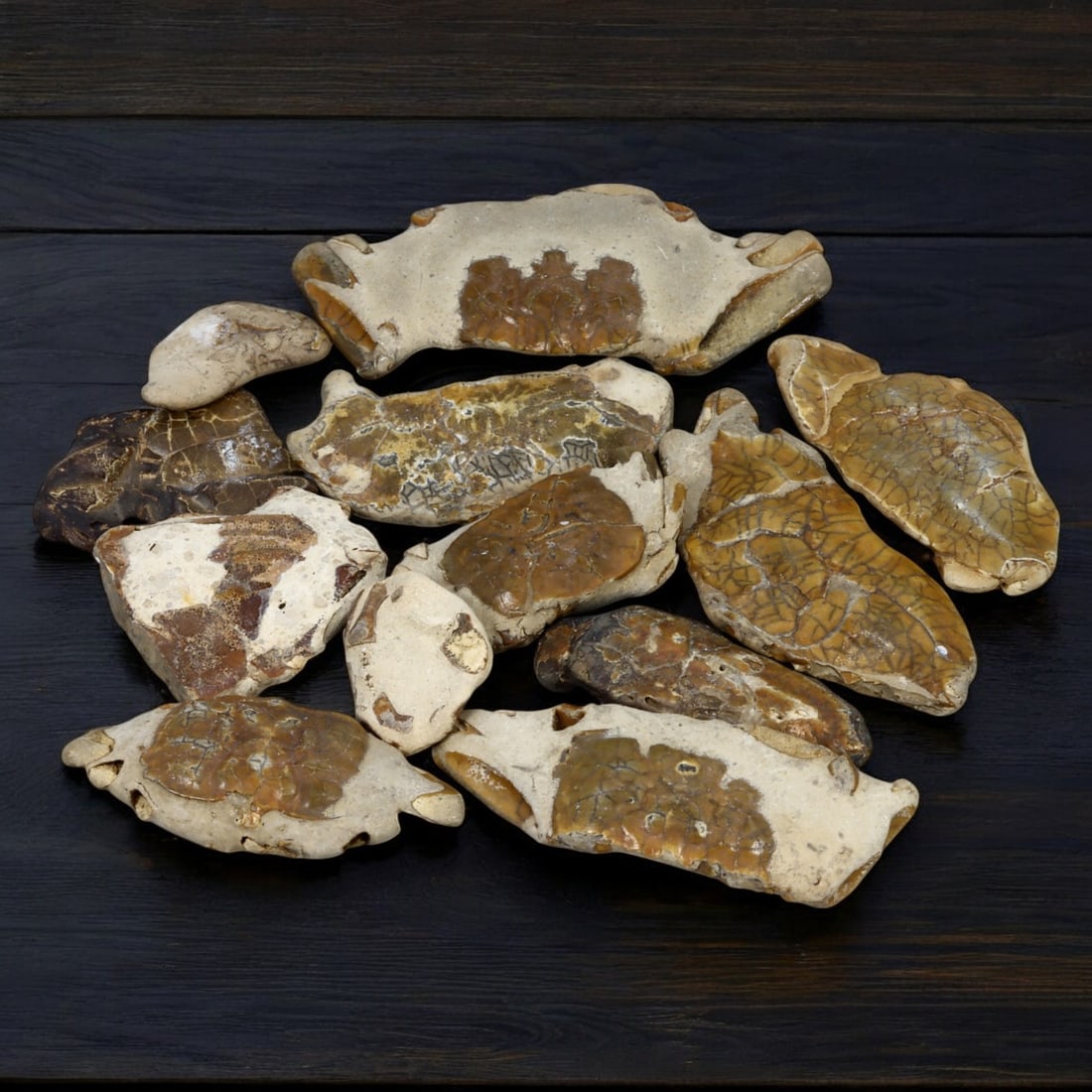 CRACKED FOSSIL SPECIMEN LOT: Mineralized Fossil Formations (70g, 2-6 cm Each) (1 of 1)