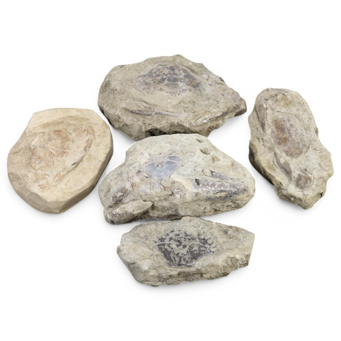 CRAB FOSSIL LOT: Fossilized Crabs in Matrix (10.5-14cm, 1.8kg) (1 of 1)