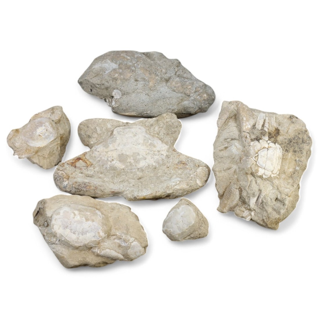 CRAB FOSSIL LOT: Fossilized Crabs in Matrix (4-14.2cm, 1.5kg) (1 of 1)