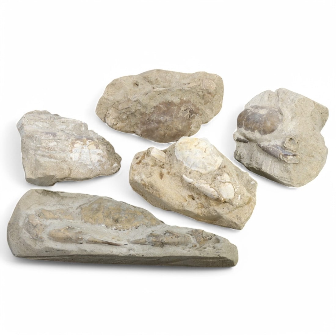 CRAB FOSSIL LOT: Fossilized Crabs in Matrix (11-20.5cm, 1.5kg) (1 of 1)