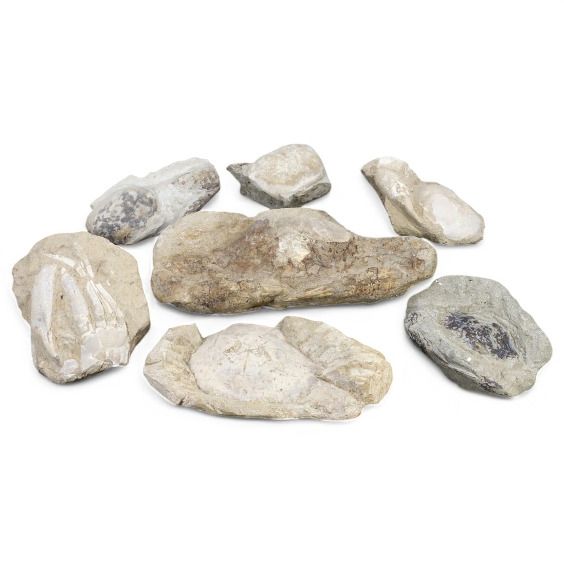 CRAB FOSSIL LOT: Fossilized Crabs in Matrix (6.6-18cm, 1.10kg) (1 of 1)