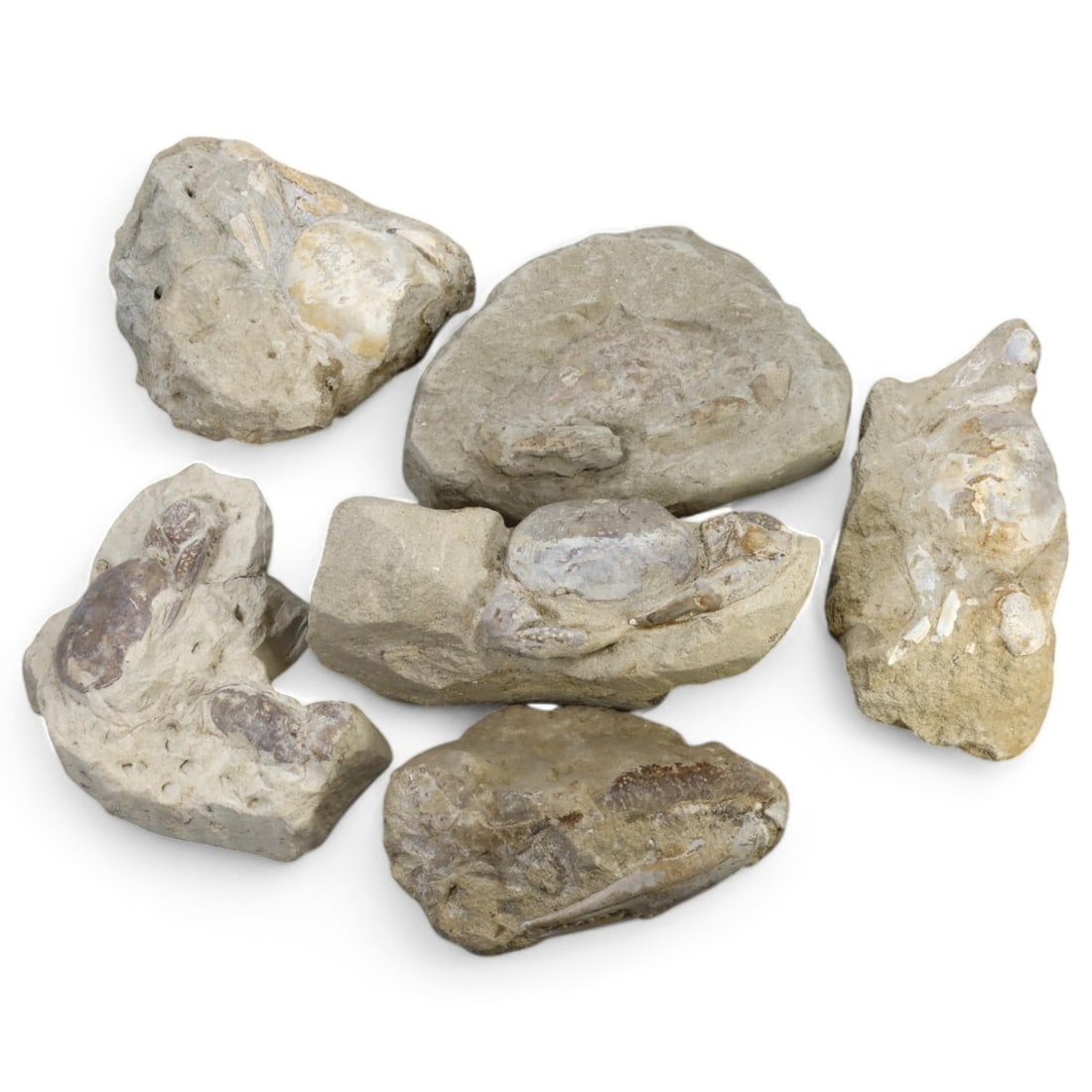 CRAB FOSSIL LOT: Fossilized Crabs in Matrix (11.7-14cm, 1.90kg) (1 of 1)