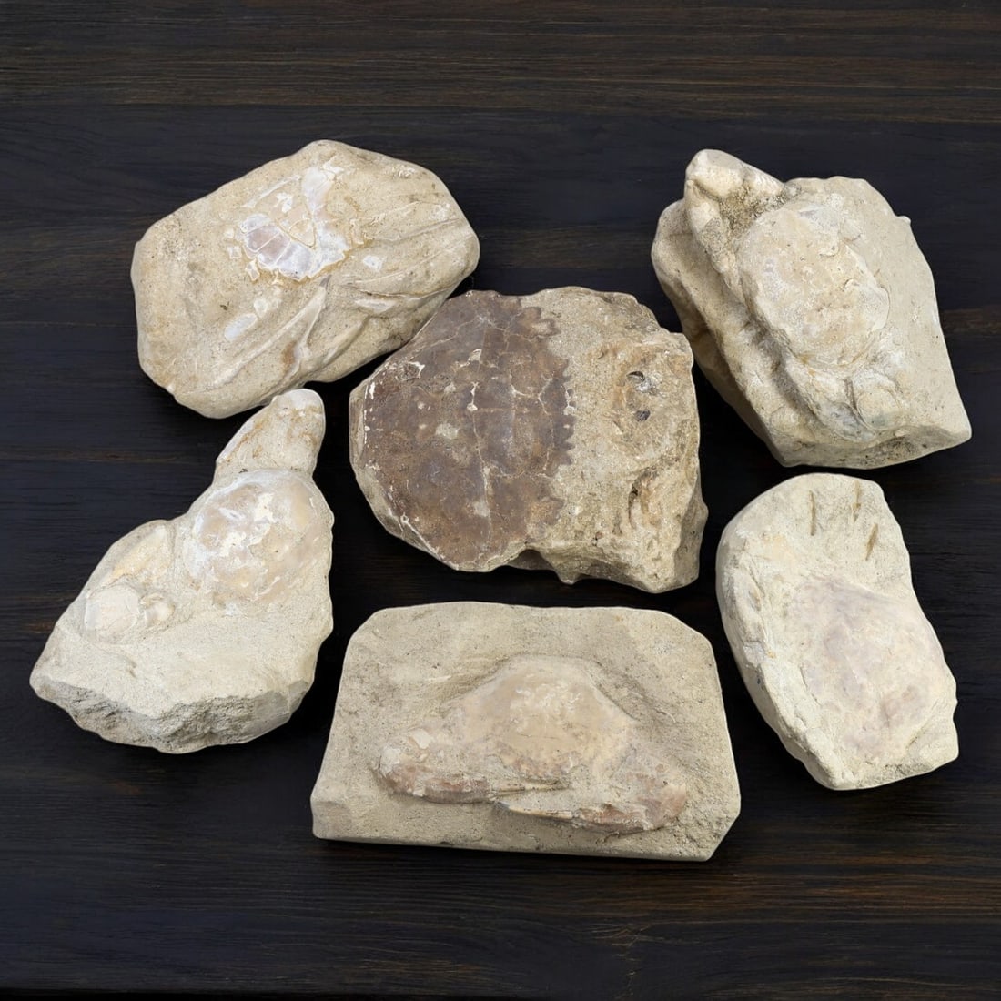 CRAB FOSSIL LOT: Fossilized Crabs in Matrix (8.5-11cm, 1.65kg) (1 of 1)