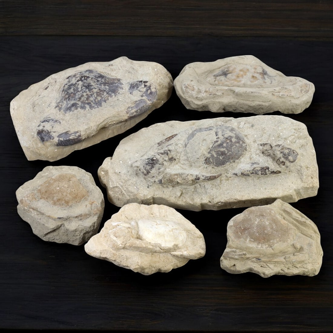 CRAB FOSSIL LOT: Fossilized Crabs in Matrix (7-19cm, 1.75g) (1 of 1)