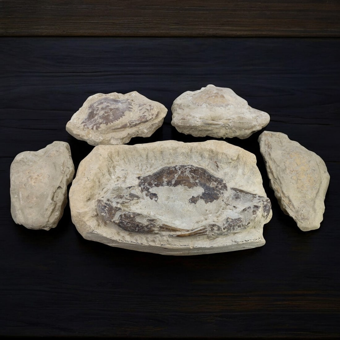 CRAB FOSSIL LOT: Fossilized Crabs in Matrix (10.5-21cm, 1.8kg) (1 of 1)