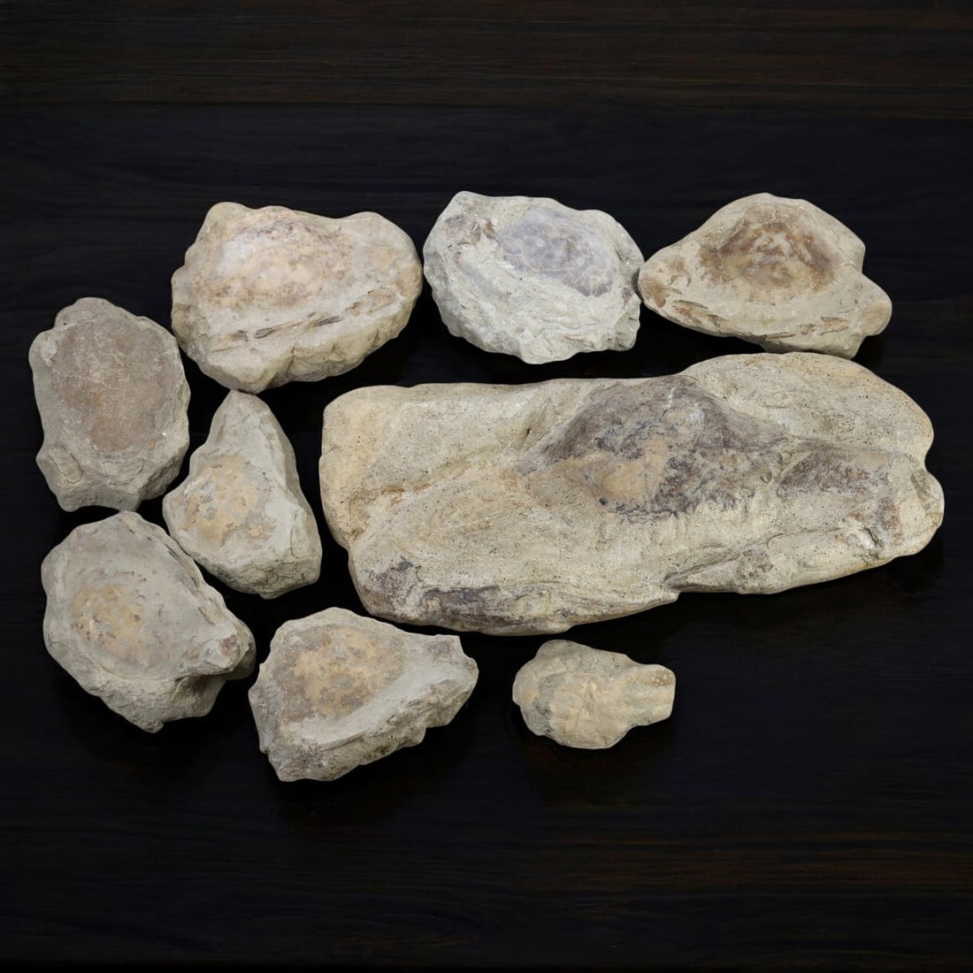 CRAB FOSSIL LOT: Fossilized Crabs in Matrix (5-20cm, 1.3kg) (1 of 1)