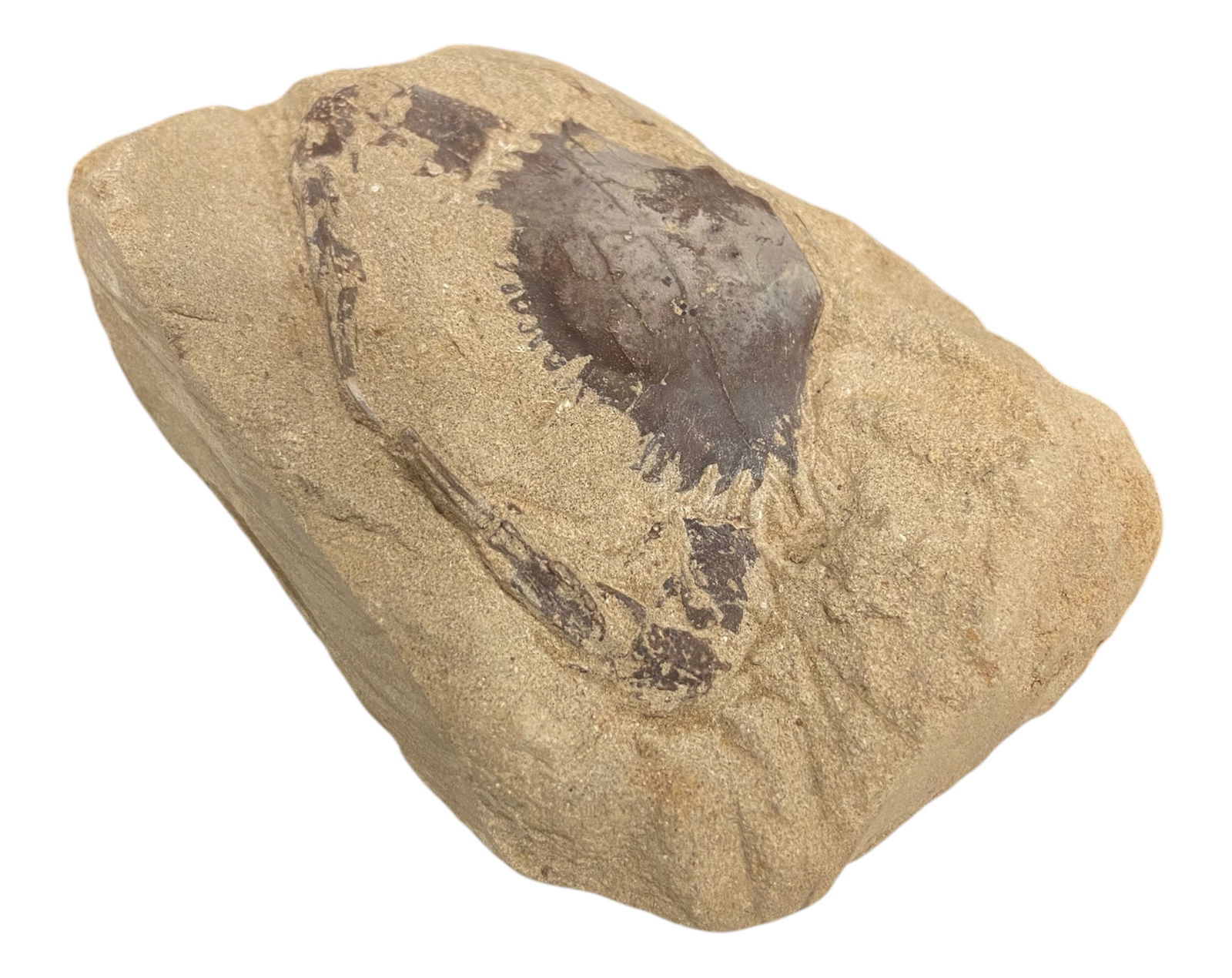 FOSSIL: Cretaceous Fossilized Crab - Exceptional Specimen,7x9cm, 210g: A remarkable fossilized crab from the Cretaceous period, exhibiting well-preserved morphological features, including distinct claws, a rounded carapace, and detailed exoskeletal texture. Measuring 7x9