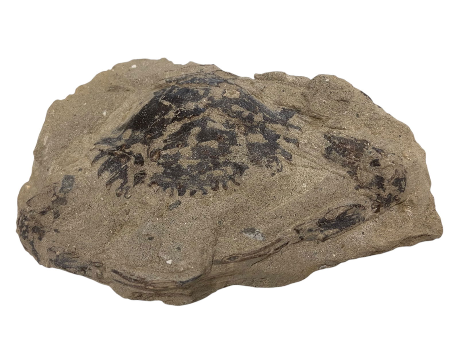 FOSSIL: Cretaceous Fossilized Crab - Exceptional Specimen, 8x12cm, 325g: A remarkable fossilized crab from the Cretaceous period, exhibiting well-preserved morphological features, including distinct claws, a rounded carapace, and detailed exoskeletal texture. Measuring 8x1