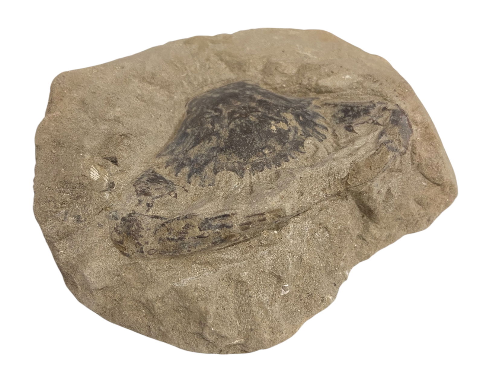 FOSSIL: Cretaceous Fossilized Crab - Exceptional Specimen,1013.5cm, 640g: A remarkable fossilized crab from the Cretaceous period, exhibiting well-preserved morphological features, including distinct claws, a rounded carapace, and detailed exoskeletal texture. Measuring 10x