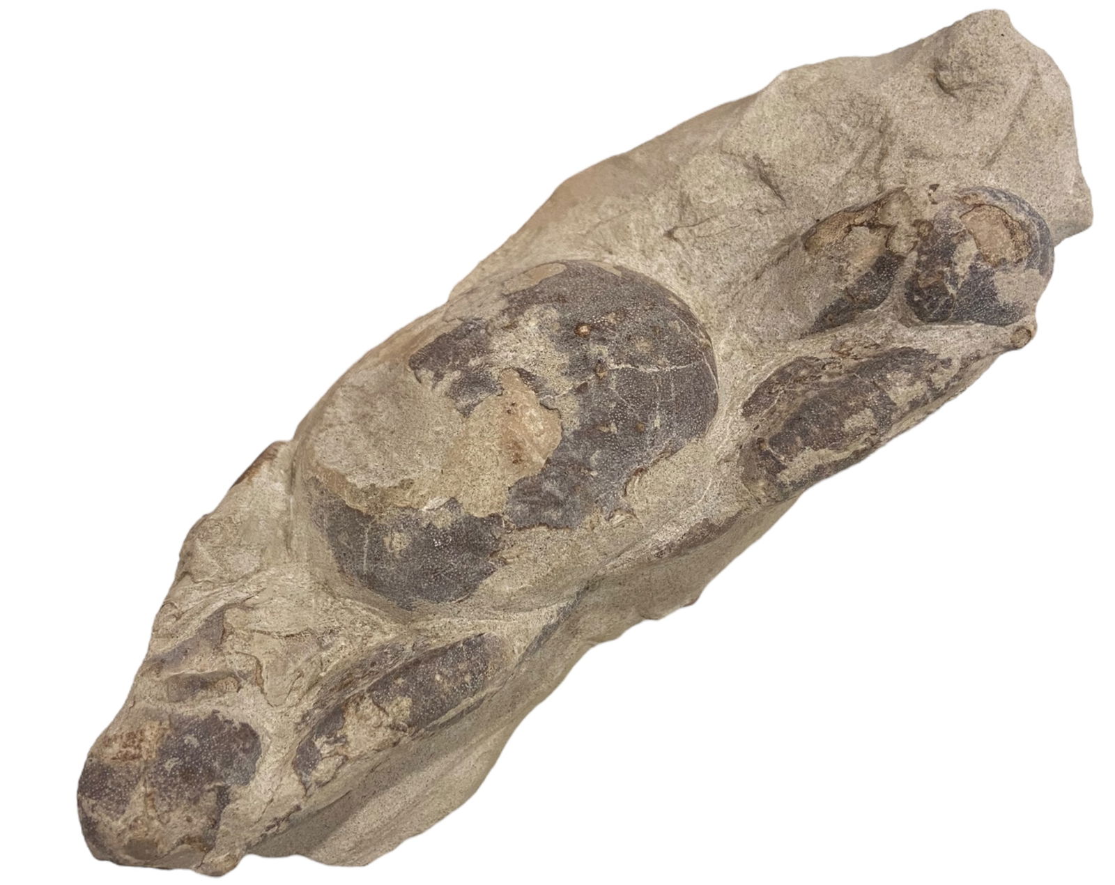 FOSSIL: Cretaceous Fossilized Crab - Exceptional Specimen, 5.5x12.5cm, 209g: A remarkable fossilized crab from the Cretaceous period, exhibiting well-preserved morphological features, including distinct claws, a rounded carapace, and detailed exoskeletal texture. Measuring 5.5